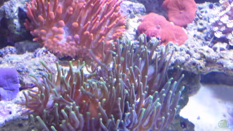 Aquarium Riffaquarium von Martin Becker (2)