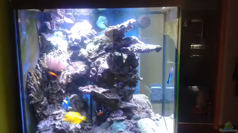 Aquarium Riffkanten cube von Alex Knorr (10)