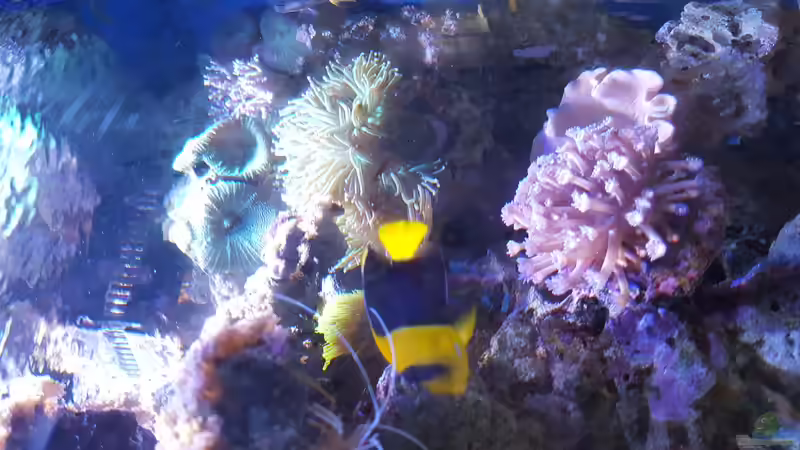 Aquarium Riffkanten cube von Alex Knorr (3)