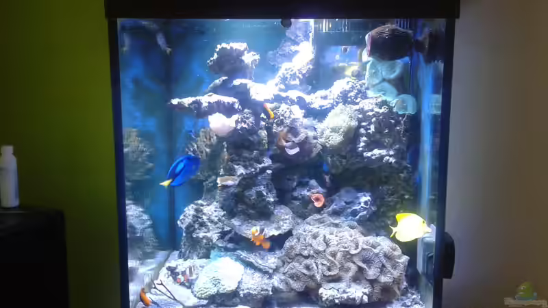 Aquarium Riffkanten cube von Alex Knorr (9)