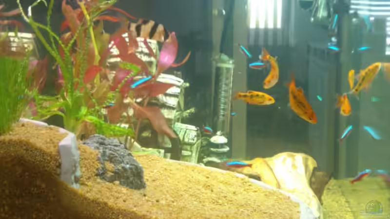 Aquarium Rio 125 von Nero (3)