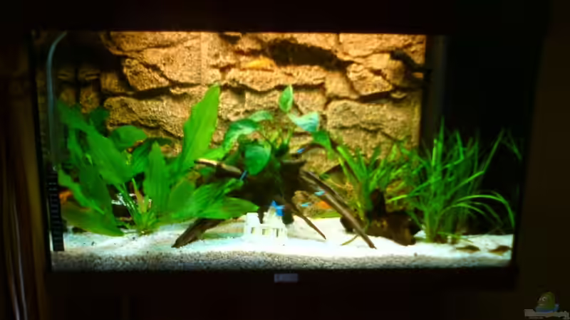 Aquarium rio 125 von Patrick Koch (2)