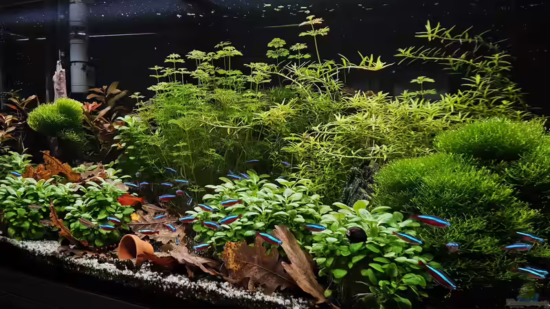 Aquarium RIO 180 am 16.11.2025 von Peter Peter (60)