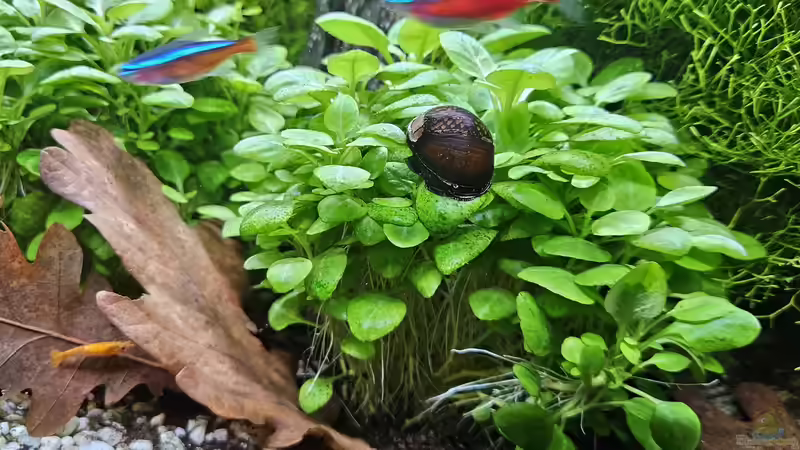 Aquarium RIO 180 am 16.11.2025 von Peter Peter (61)