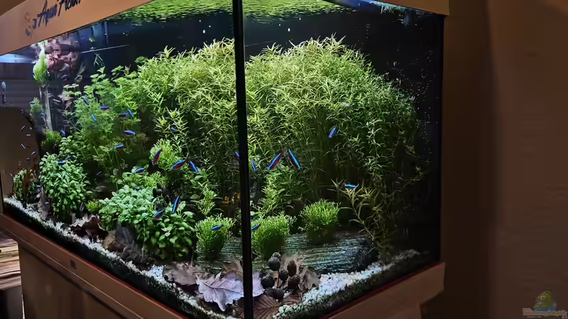 Aquarium RIO 180 am 24.03.2025 von Peter Peter (57)