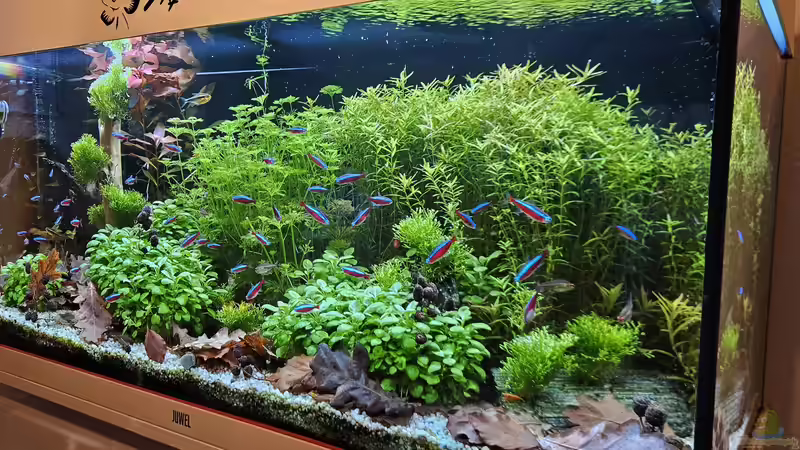 Aquarium RIO 180 am 24.03.2025 von Peter Peter (59)