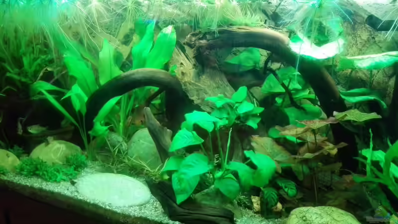 Aquarium Rio 180 von Phil_91 (2)