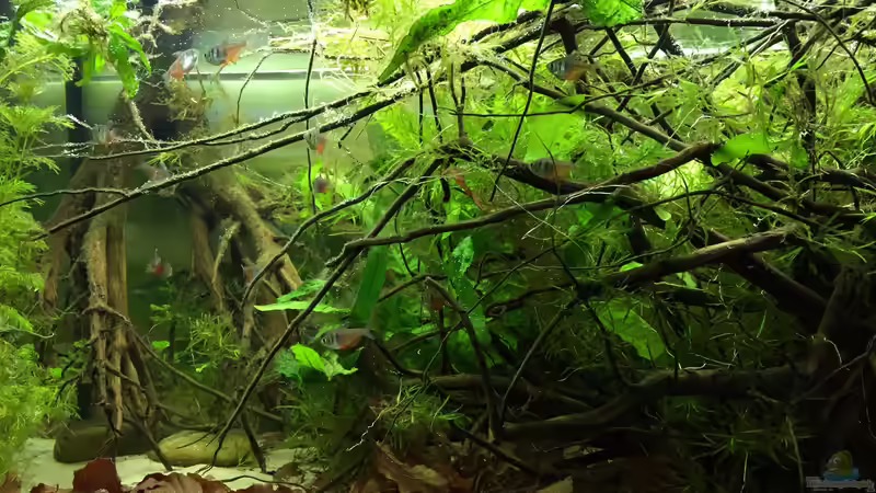 Aquarium Rio 180 Wurzelbecken von Botia (4)