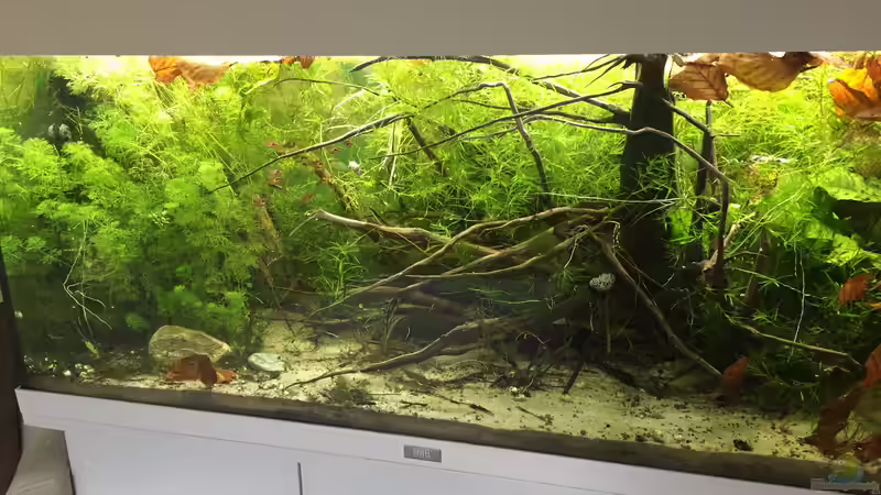 Aquarium Rio 180 Wurzelbecken von Botia (5)