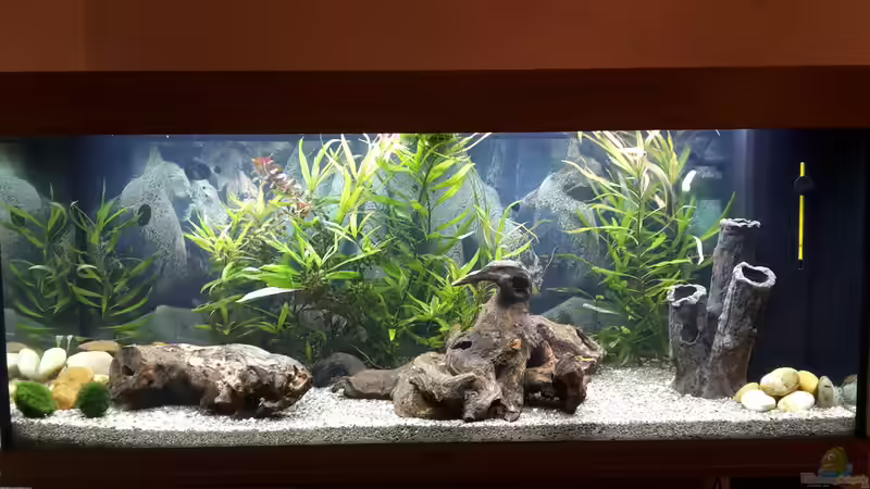 Aquarium Rio 240 von Tanja F. (2)