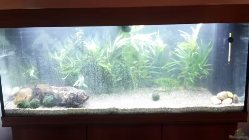 Aquarium Rio 240 von Tanja F. (3)