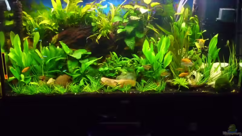 Aquarium Rio 300 von Chris84 (4)