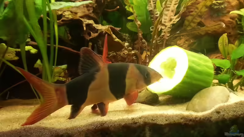 Aquarium Rio 400 (existiert nicht mehr) von Zohan (2)