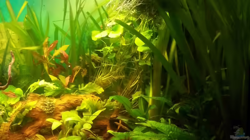 Aquarium Rio 400 (existiert nicht mehr) von Zohan (5)