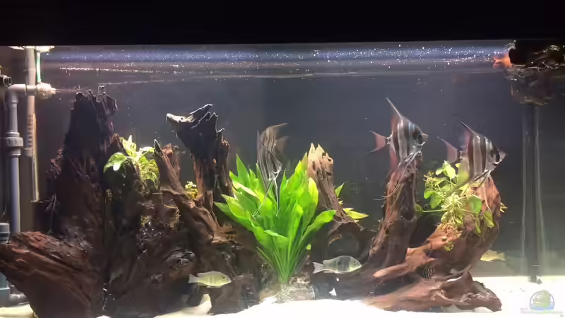 Aquarium Rio Atabapo von aRei (2)