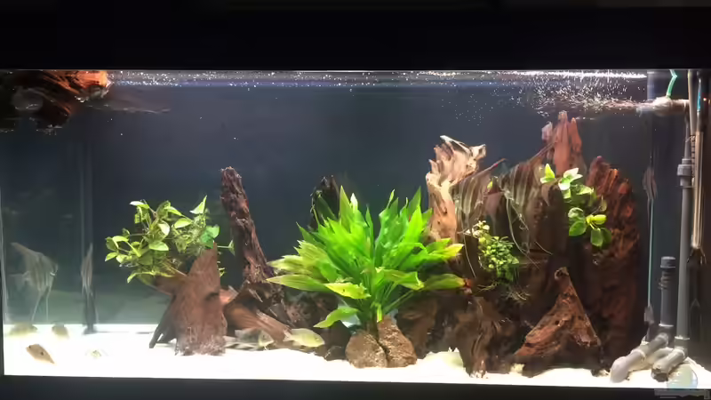 Aquarium Rio Atabapo von aRei (3)