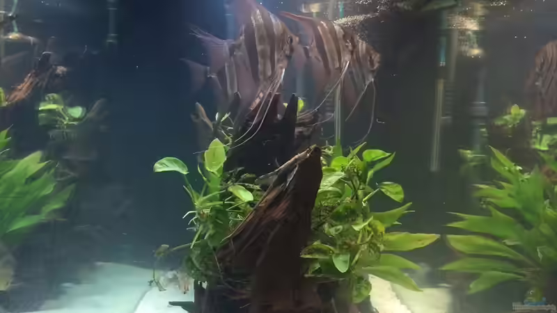 Aquarium Rio Atabapo von aRei (4)