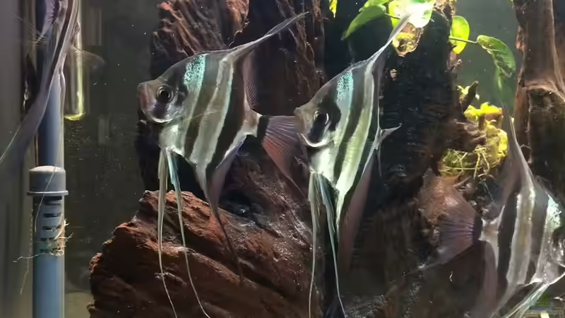 Aquarium Rio Atabapo von aRei (5)