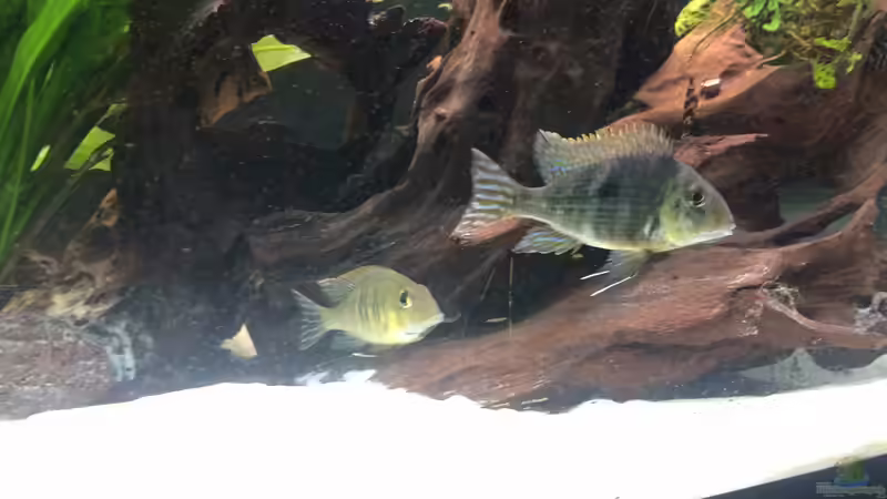 Aquarium Rio Atabapo von aRei (6)