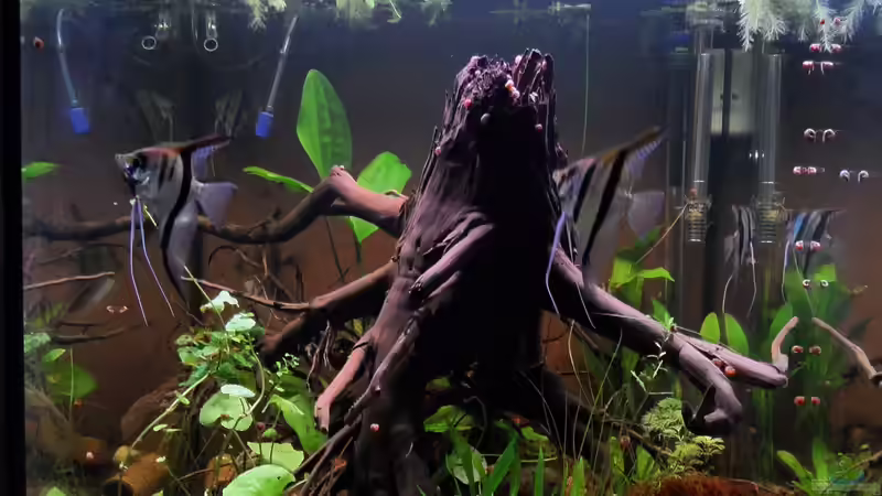 Aquarium Rio Essequibo x Rio Xingu (1) (Geschichte) von Max Wolf (2)