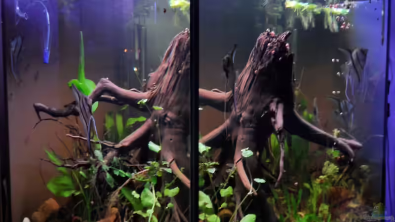 Aquarium Rio Essequibo x Rio Xingu (1) (Geschichte) von Max Wolf (3)