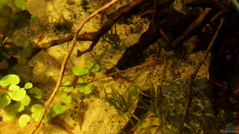 Aquarium Rio Formoso von die Perle... (11)