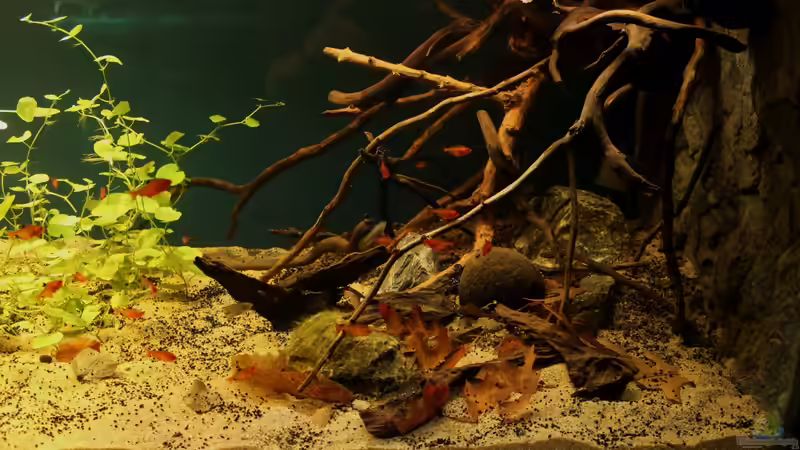 Aquarium Rio Formoso von die Perle... (16)