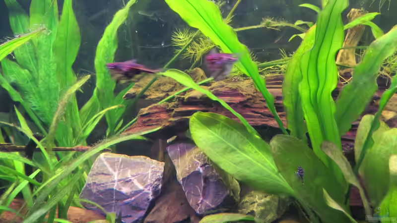 Aquarium Rio Jaños (aufgelöst) von Jan S. (10)