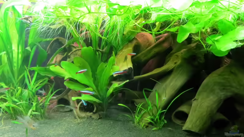 Aquarium Rio Jaños (aufgelöst) von Jan S. (13)