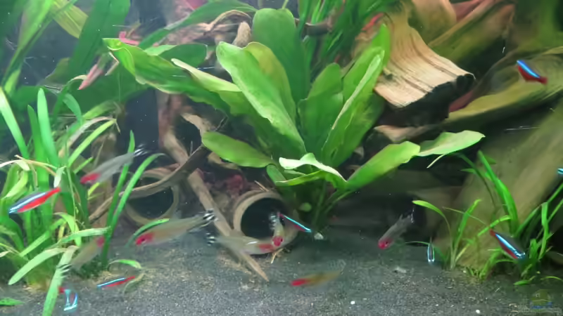 Aquarium Rio Jaños (aufgelöst) von Jan S. (15)