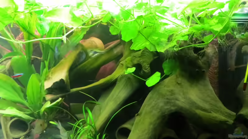 Aquarium Rio Jaños (aufgelöst) von Jan S. (16)