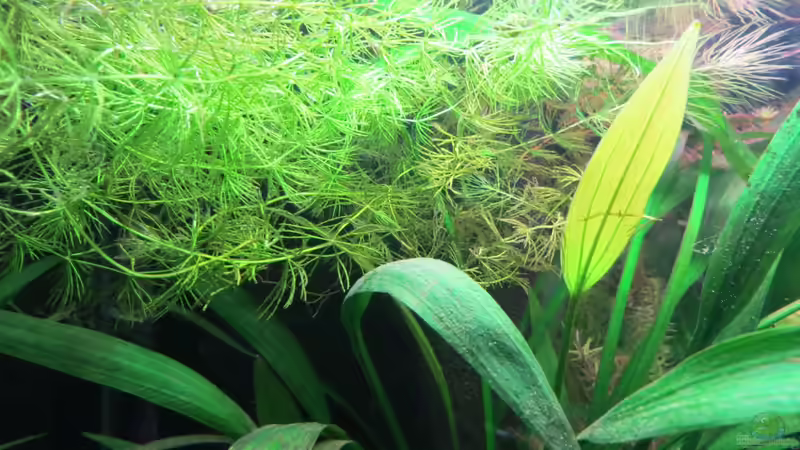 Aquarium Rio Jaños (aufgelöst) von Jan S. (17)