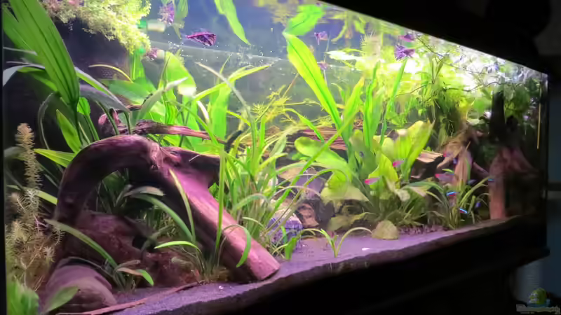 Aquarium Rio Jaños (aufgelöst) von Jan S. (2)