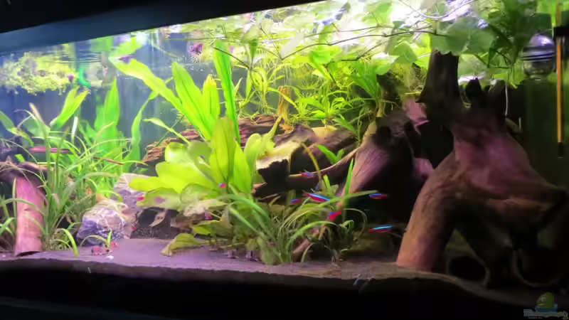 Aquarium Rio Jaños (aufgelöst) von Jan S. (3)