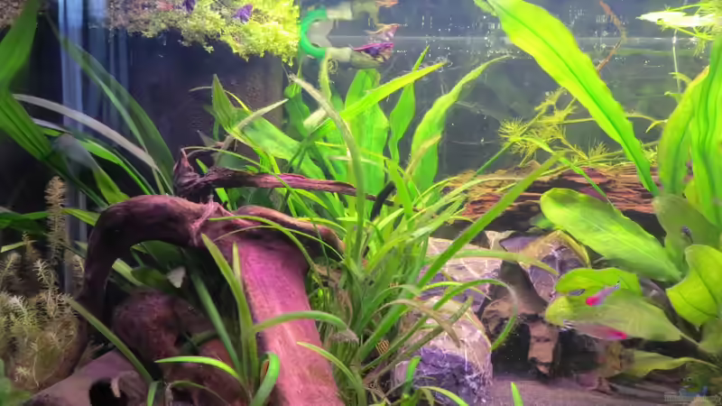 Aquarium Rio Jaños (aufgelöst) von Jan S. (5)