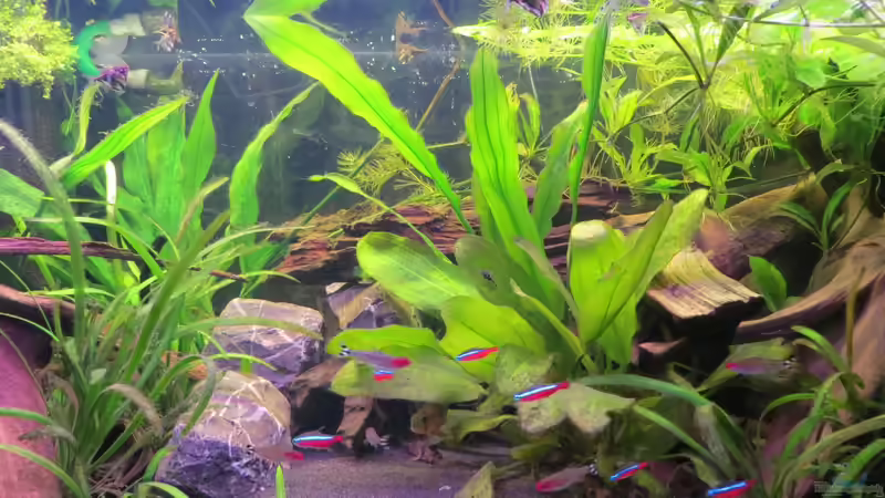 Aquarium Rio Jaños (aufgelöst) von Jan S. (6)