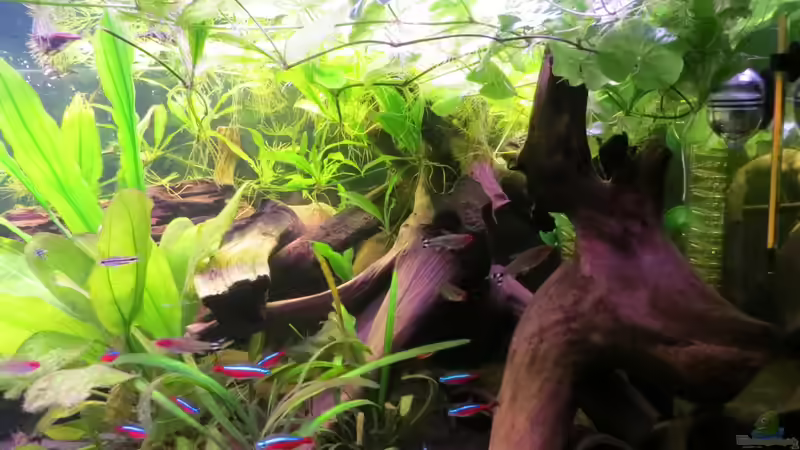 Aquarium Rio Jaños (aufgelöst) von Jan S. (7)