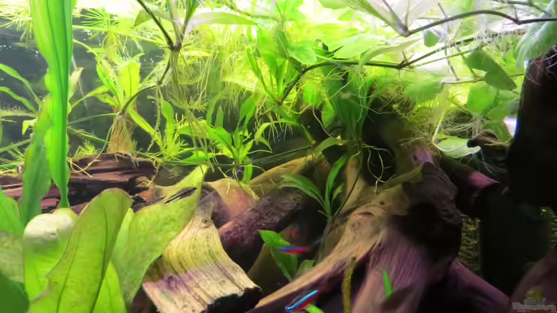 Aquarium Rio Jaños (aufgelöst) von Jan S. (8)