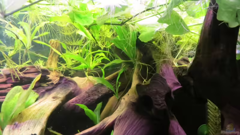 Aquarium Rio Jaños (aufgelöst) von Jan S. (9)