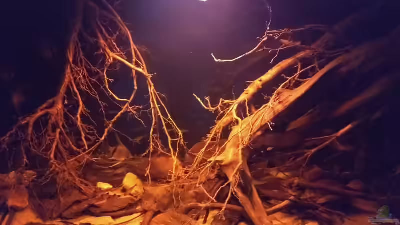 Aquarium Rio Negro - aufgelöst - nur noch als Beispiel von pacho (2)