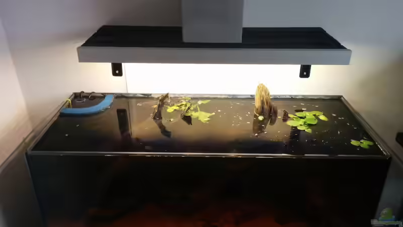 Aquarium Rio Negro Totarm von xpate (4)