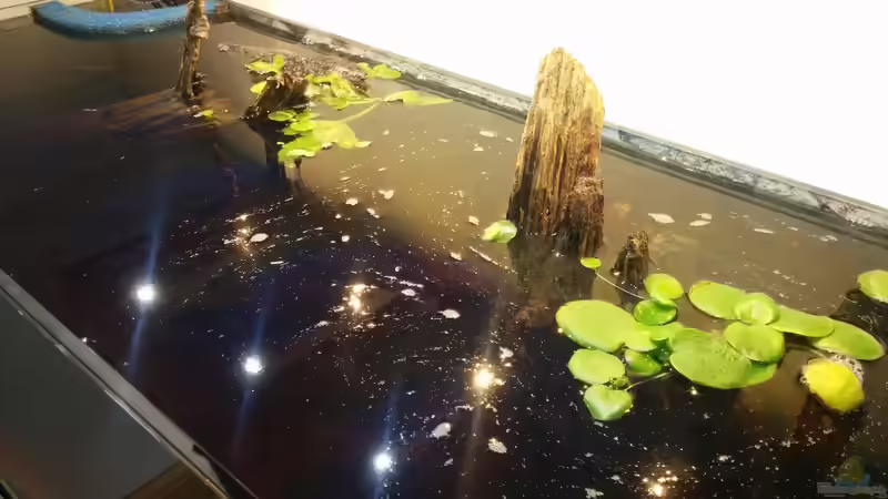 Aquarium Rio Negro Totarm von xpate (6)