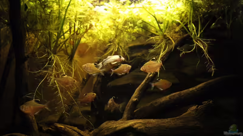 Aquarium Rio Negro von Tilo Schmiedl (10)