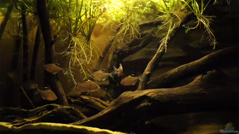 Aquarium Rio Negro von Tilo Schmiedl (11)