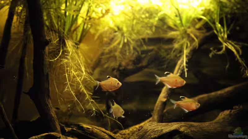 Aquarium Rio Negro von Tilo Schmiedl (12)