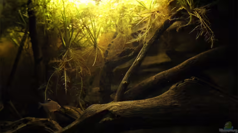 Aquarium Rio Negro von Tilo Schmiedl (4)