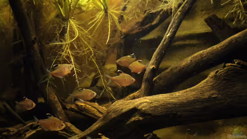 Aquarium Rio Negro von Tilo Schmiedl (5)