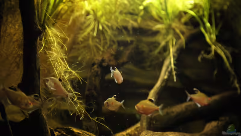 Aquarium Rio Negro von Tilo Schmiedl (8)