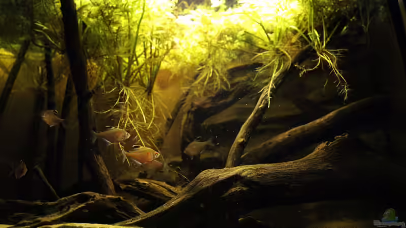 Aquarium Rio Negro von Tilo Schmiedl (9)