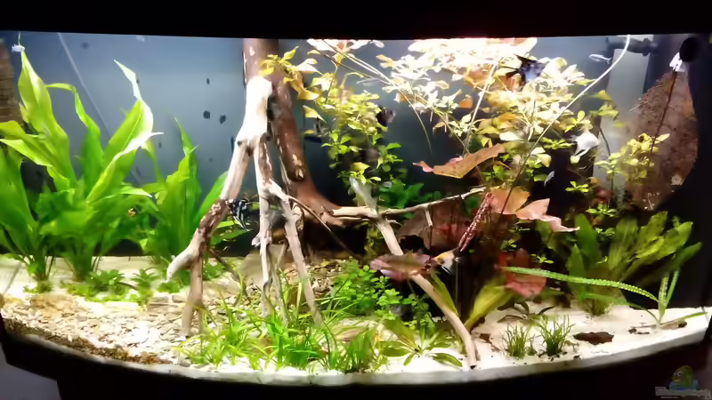 Aquarium Rio Novo von Oliver Wolf (2)